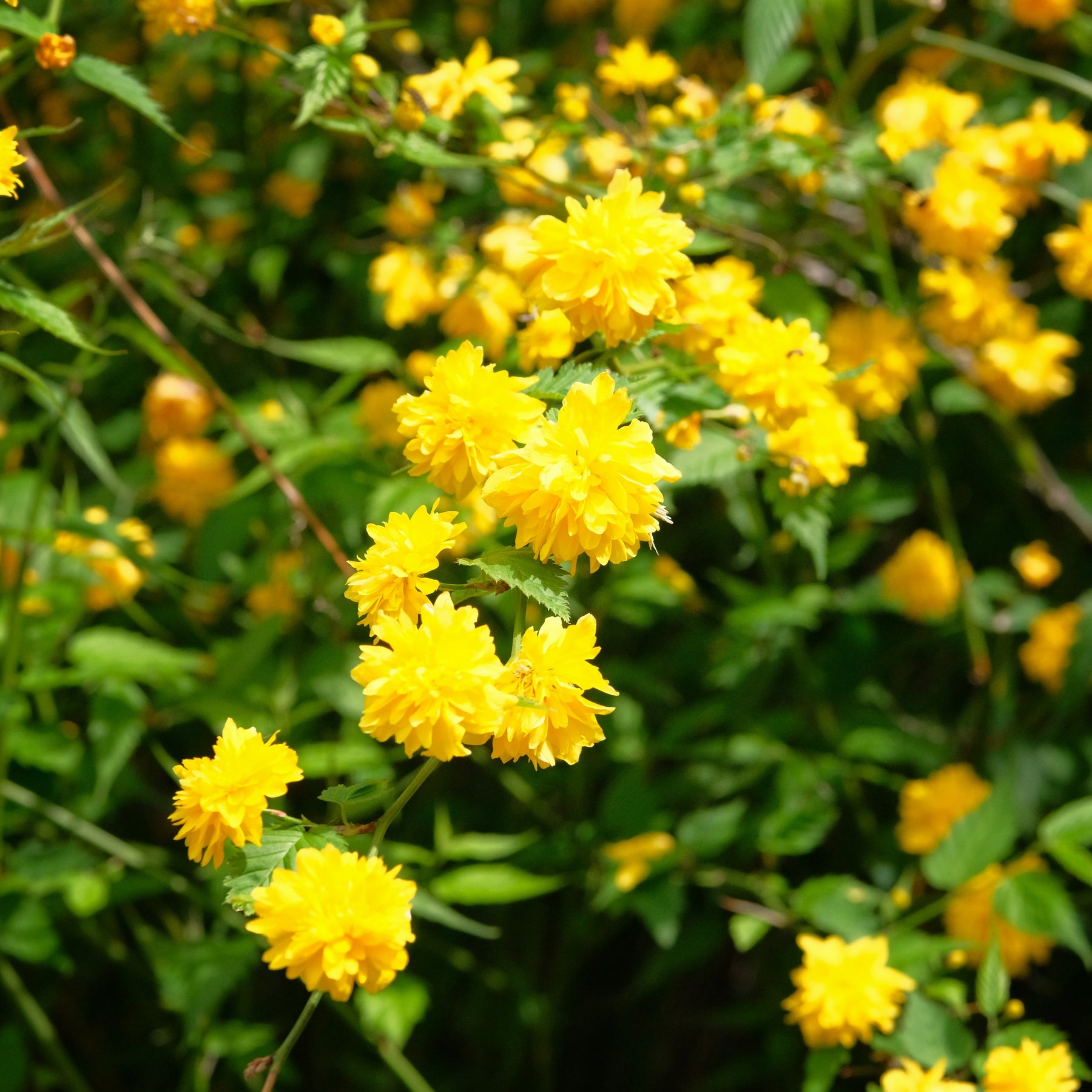 Vente Corête du Japon - Kerria japonica pleniflora