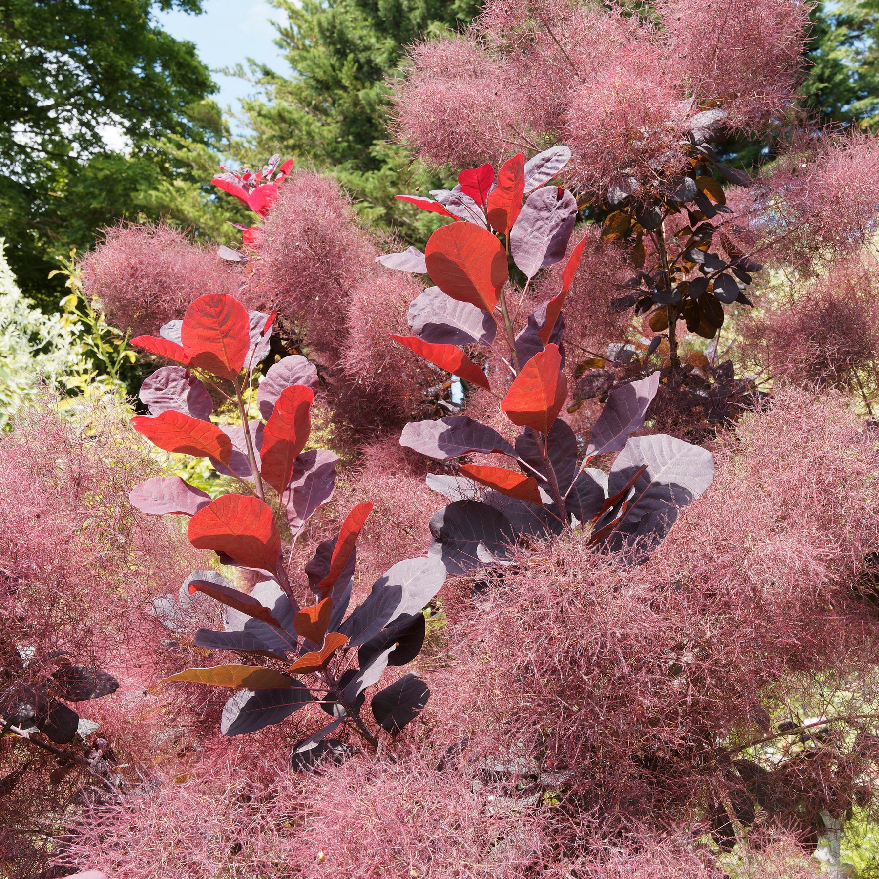 Arbre à perruques - Cotinus - Arbre à perruque pourpre Royal Purple - Cotinus coggygria royal purple