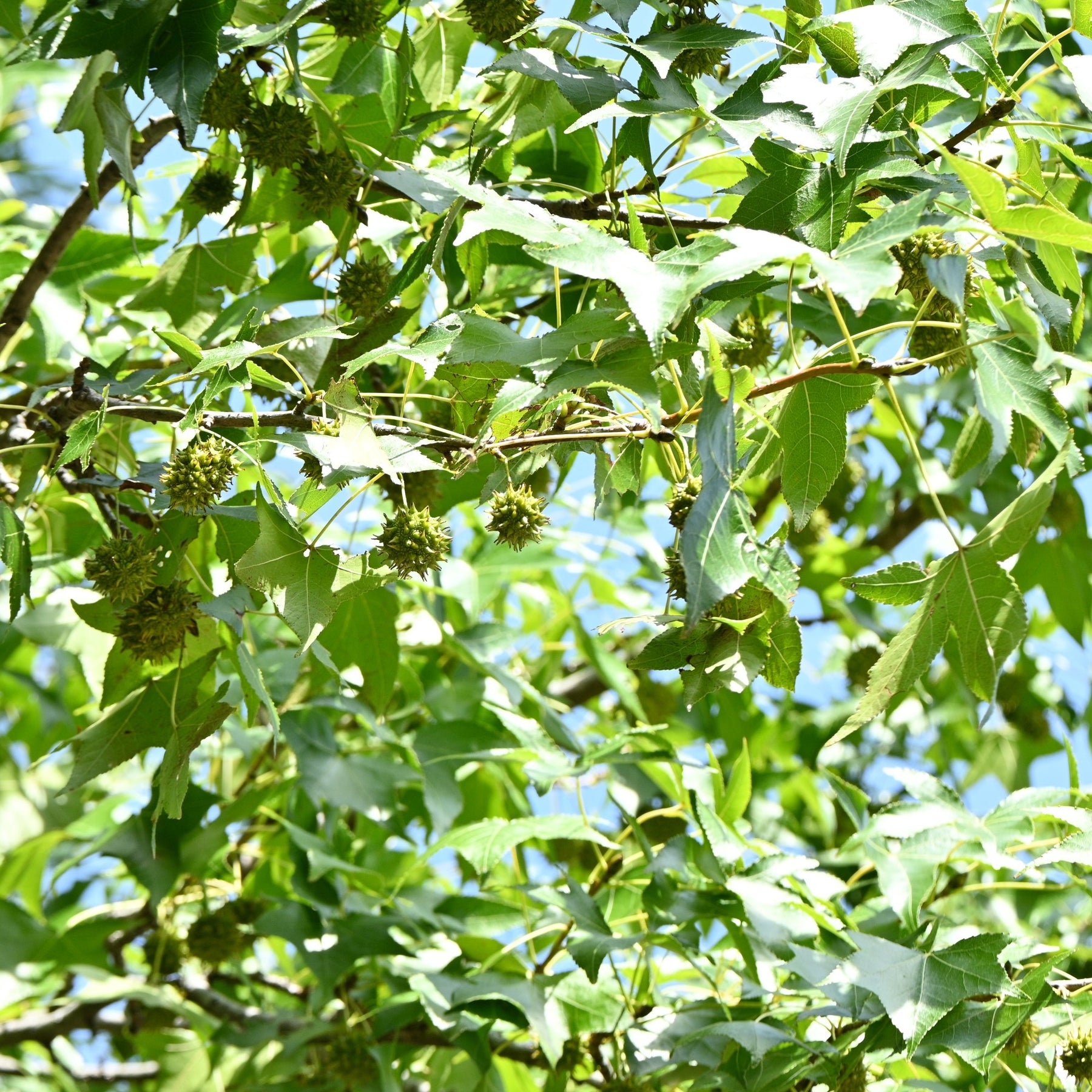 Copalme d'Amérique - Liquidambar - Copalme - Liquidambar - Willemse