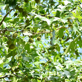 Copalme d'Amérique - Liquidambar - Copalme - Liquidambar - Willemse