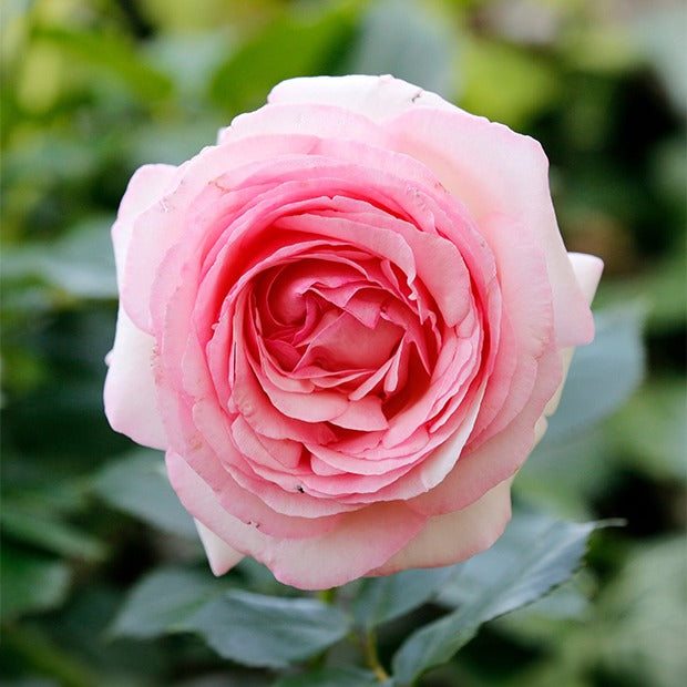 Rosier anglais Her's Ausgreen ® - Willemse
