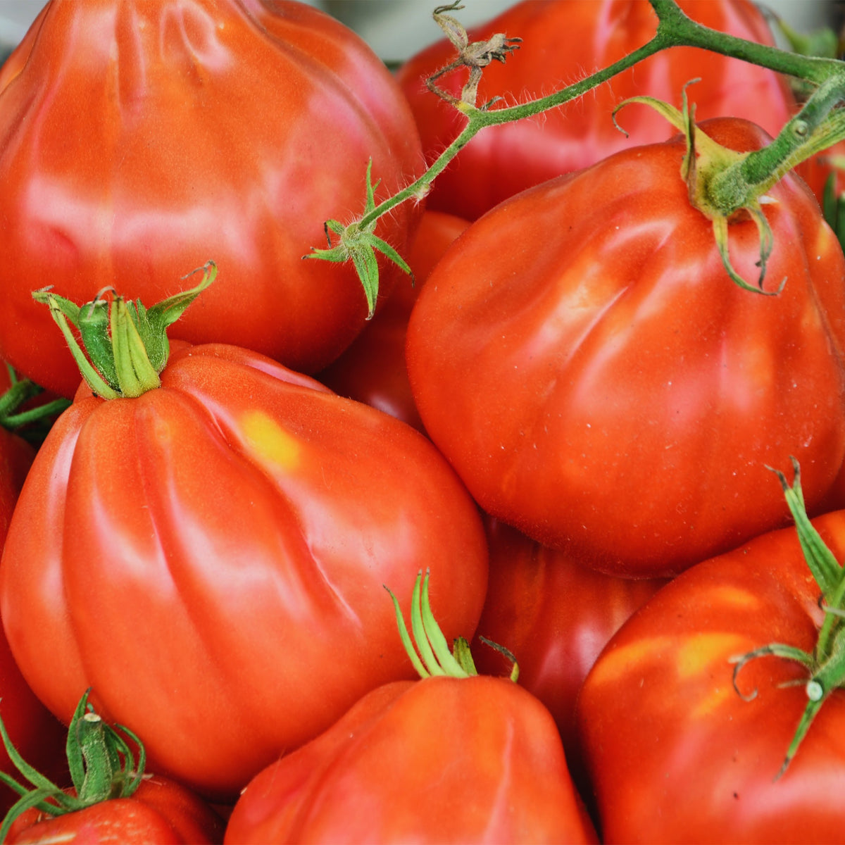 Tomate  Liguria - Willemse