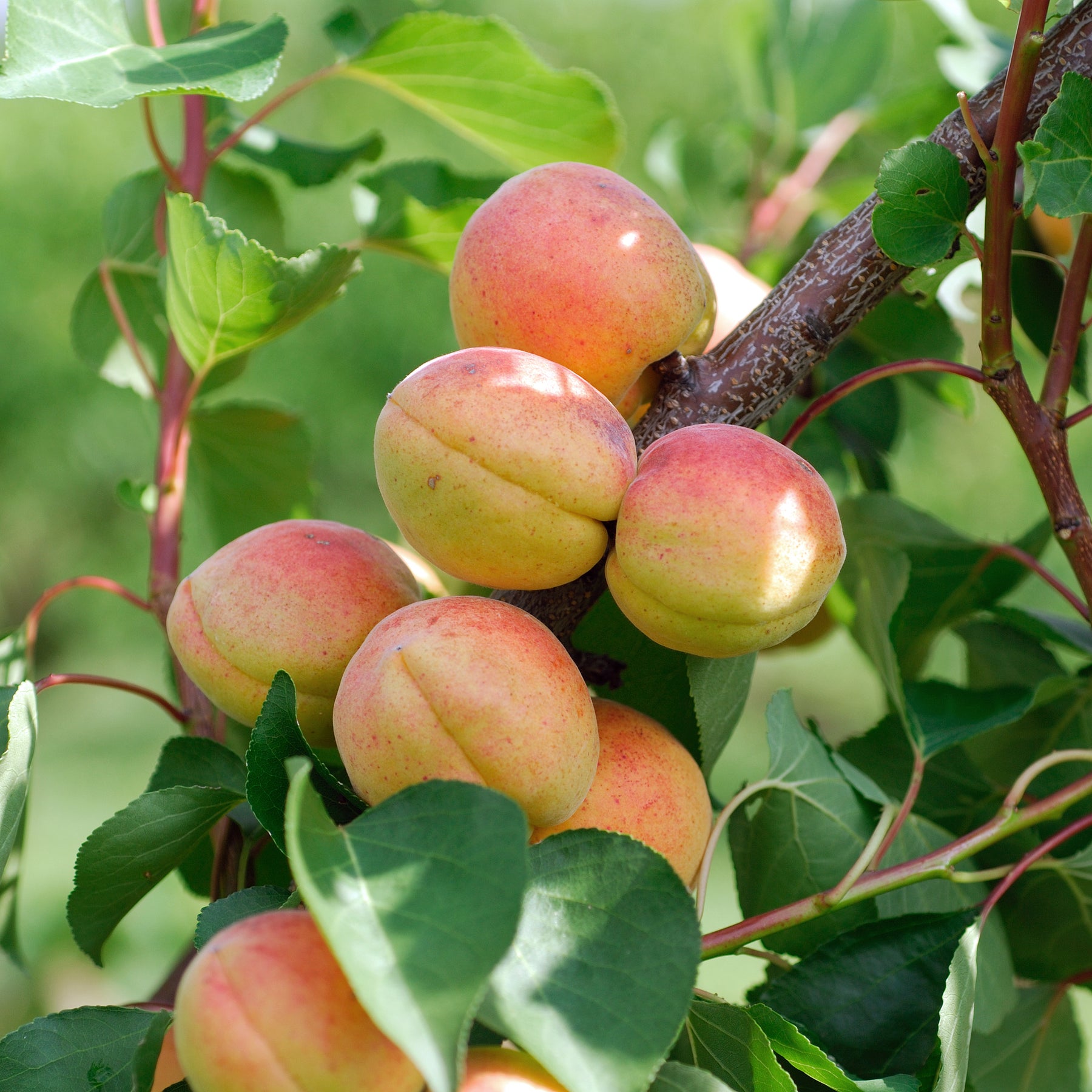 Abricotier Bergeron - Prunus armeniaca Bergeron - Willemse