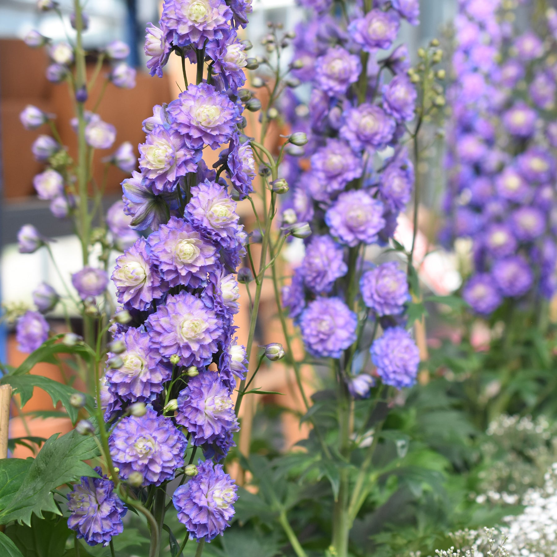 Paeonia itoh bartzella, delphinium bolero, gaura lindheimeri - Collection de 4 plantes vivaces aux couleurs tendres - Collections de vivaces