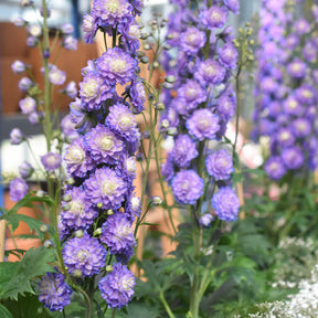 Paeonia itoh bartzella, delphinium bolero, gaura lindheimeri - Collection de 4 plantes vivaces aux couleurs tendres - Collections de vivaces