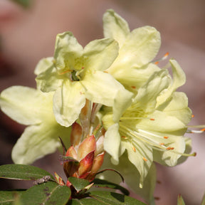 Rhododendron Princess Anne - Rhododendron Princess Anne - Rhododendrons