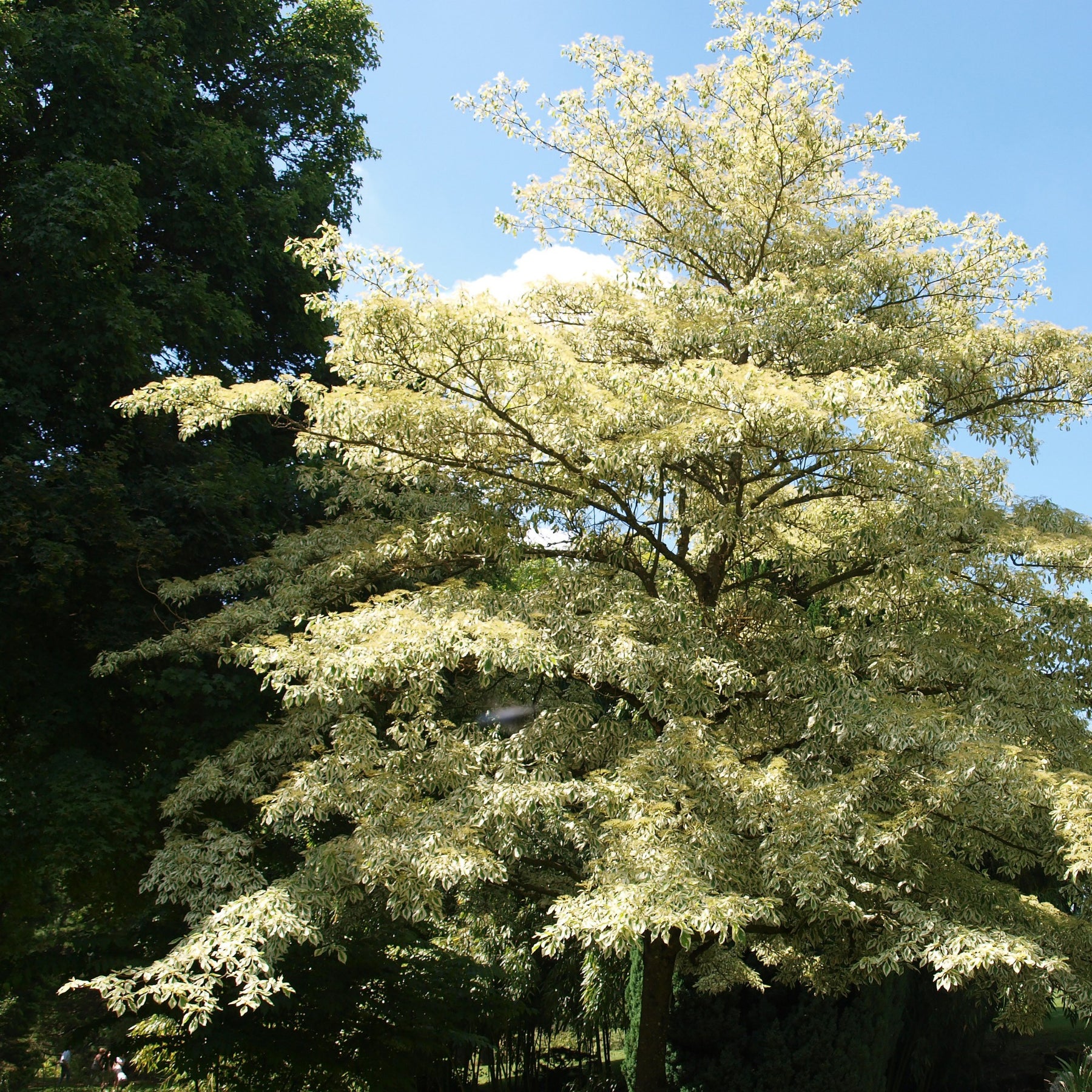 Vente Collection de 3 arbustes pour jardin japonais - Fargesia scabrida, cornus controversa, acer palmat