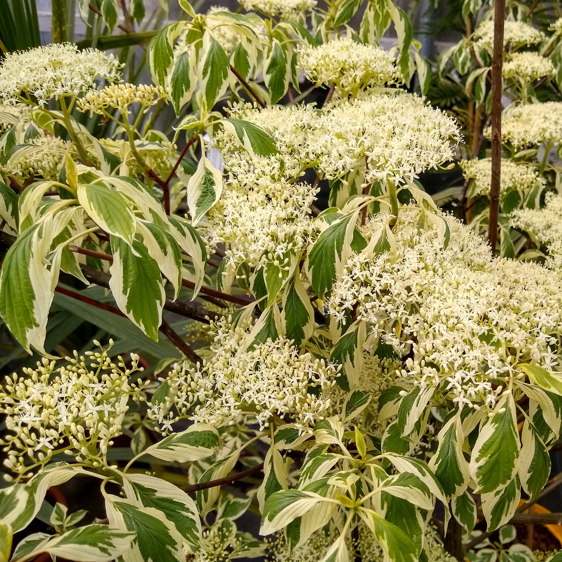 Cornus controversa variegata - Cornouiller des pagodes panaché - Cornouillers