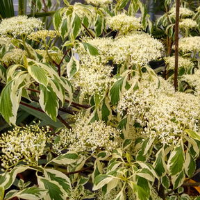 Cornus controversa variegata - Cornouiller des pagodes panaché - Cornouillers