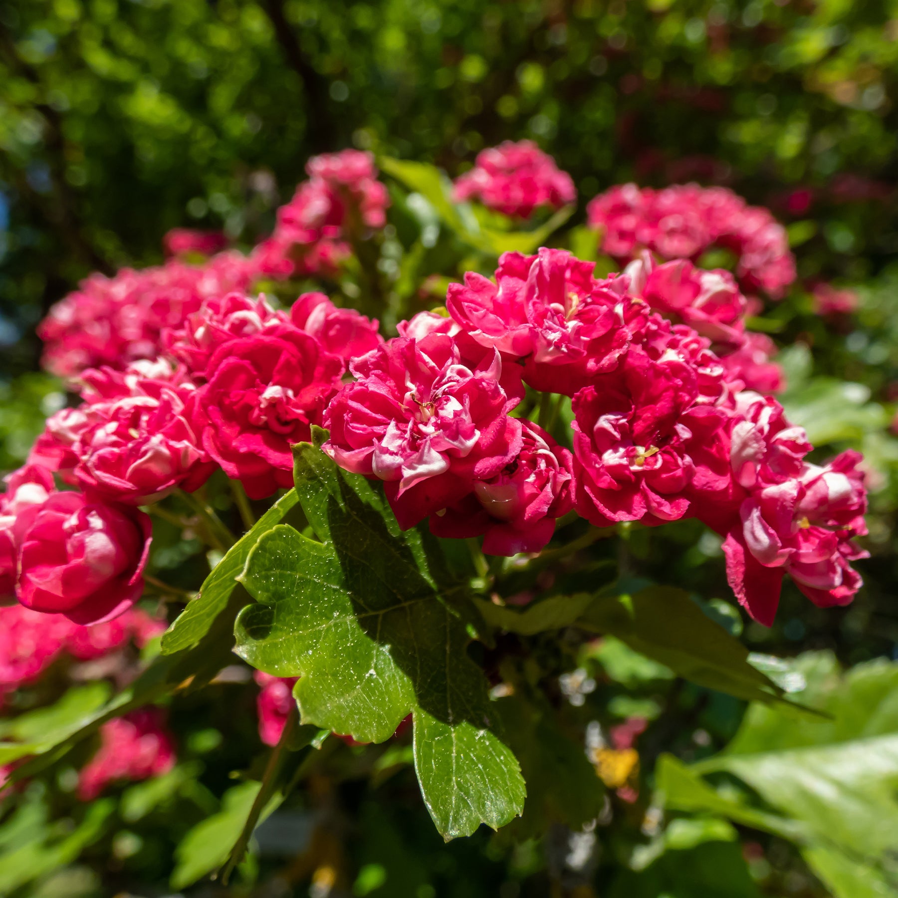 Crataegus laevigata paul's scarlet - Aubépine rouge - Aubépine - Crataegus