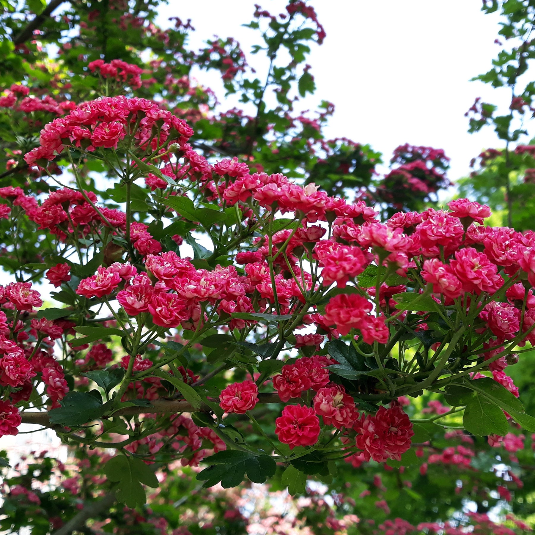 Aubépine - Crataegus - Aubépine rouge - Crataegus laevigata paul's scarlet