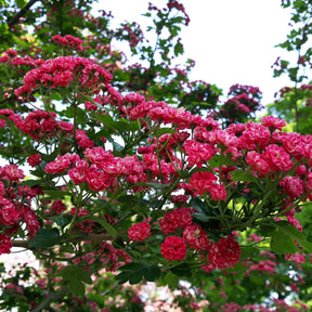 Aubépine - Crataegus - Aubépine rouge - Crataegus laevigata paul's scarlet