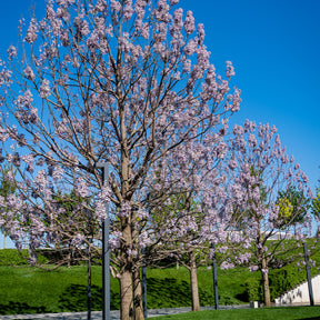 L'Arbre impérial - Paulownia - Paulownia tomentosa - Willemse