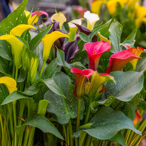 3 Callas rose, jaune, pourpre en mélange - Zantedeschia - Willemse