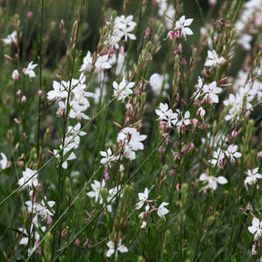 Collection de 7 plantes vivaces à feuillages originaux - Collections de vivaces - Willemse