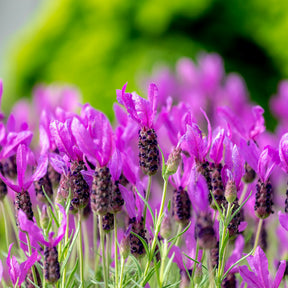 Lavande papillon The Princess ® Lavender - Lavandula stoechas the princess ® lavender 'ib910- - Willemse