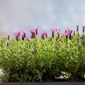 Lavandula stoechas the princess ® lavender 'ib910- - Lavande papillon The Princess ® Lavender - Lavandes
