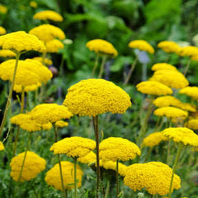 Achillea filipendula, Sidalcea Rosanna, Aconitum arendsii, Astilbe, Lencanthemum superbum Silver Princess, Alchemilla Mollis, Gaillarda Kobold, Dianthus plumarius Fortuna - Massif fleuri facile - 8 plantes vivaces - Superficie environ 1,5 m² - Collections de vivaces