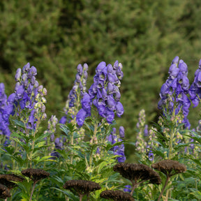 Vente Massif fleuri facile - 8 plantes vivaces - Superficie environ 1,5 m² - Achillea filipendula, Sidalcea Rosanna, Aconitum arendsii, Astilbe, Lencanthemum superbum Silver Princess, Alchemilla Mollis, Gaillarda Kobold, Dianthus plumarius Fortuna