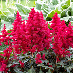 Vente Massif fleuri facile - 8 plantes vivaces - Superficie environ 1,5 m²