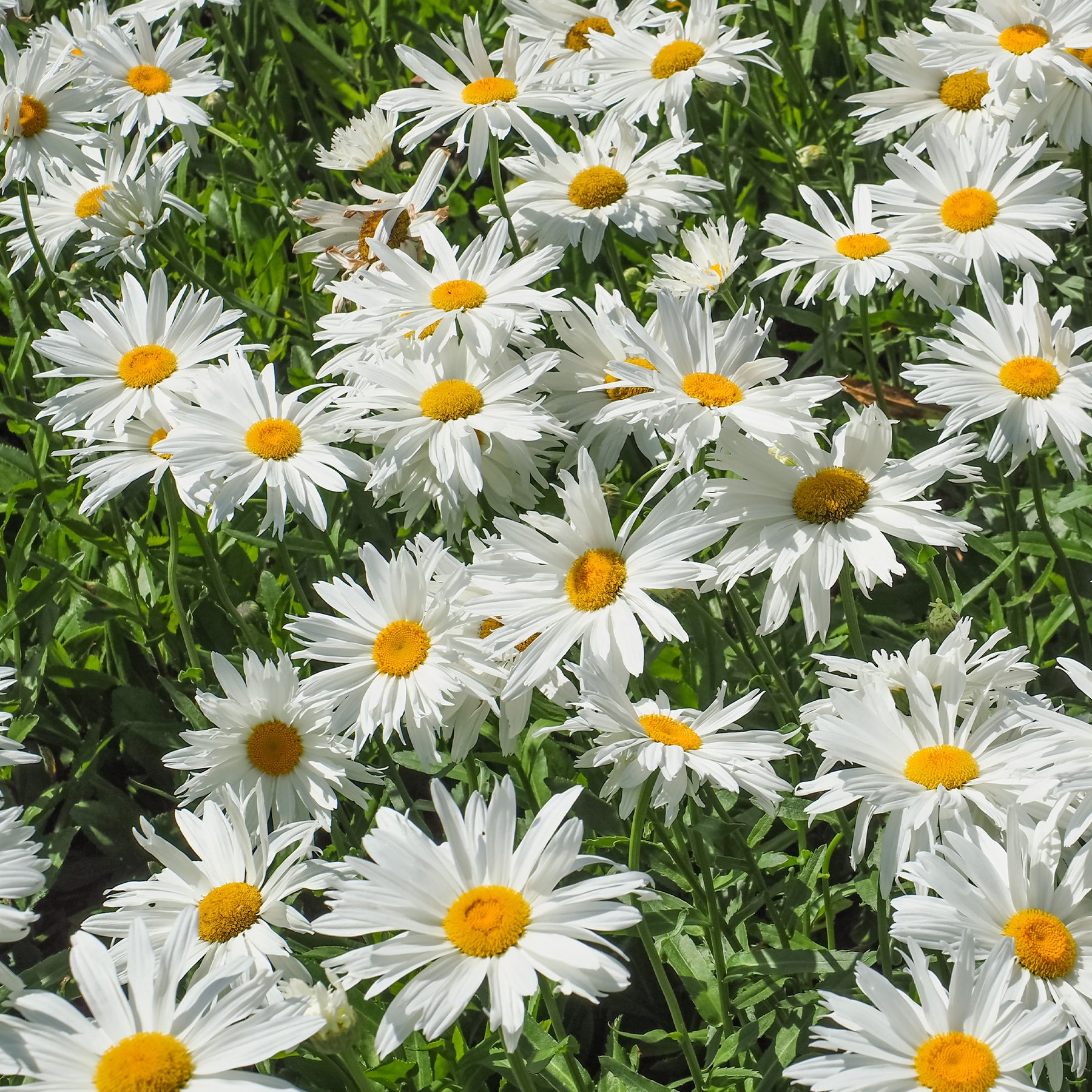 Massif fleuri facile - 8 plantes vivaces - Superficie environ 1,5 m² - Collections de vivaces - Willemse