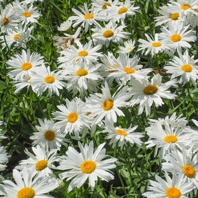 Massif fleuri facile - 8 plantes vivaces - Superficie environ 1,5 m² - Collections de vivaces - Willemse