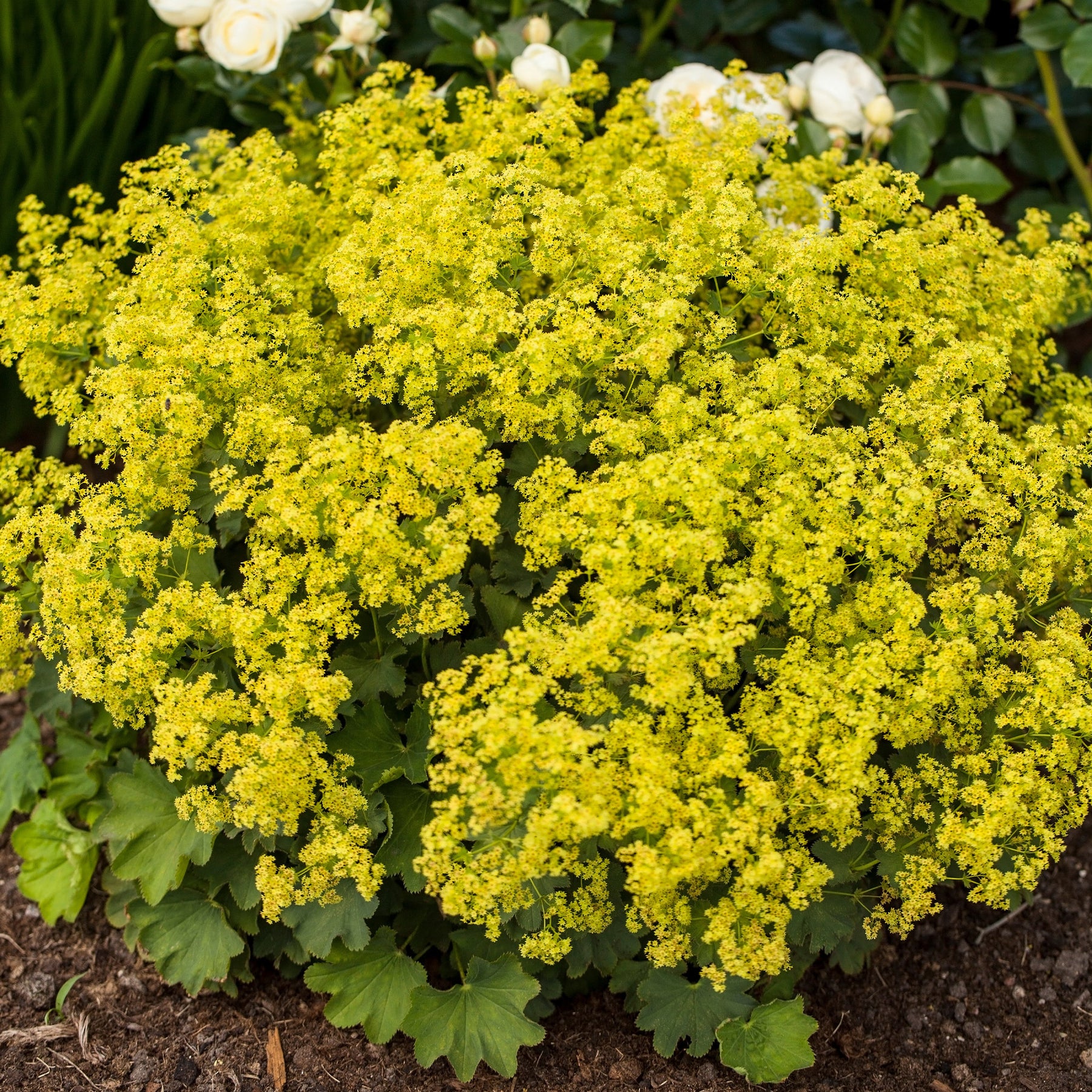 Vente Massif fleuri facile - 8 plantes vivaces - Superficie environ 1,5 m² - Collections de vivaces