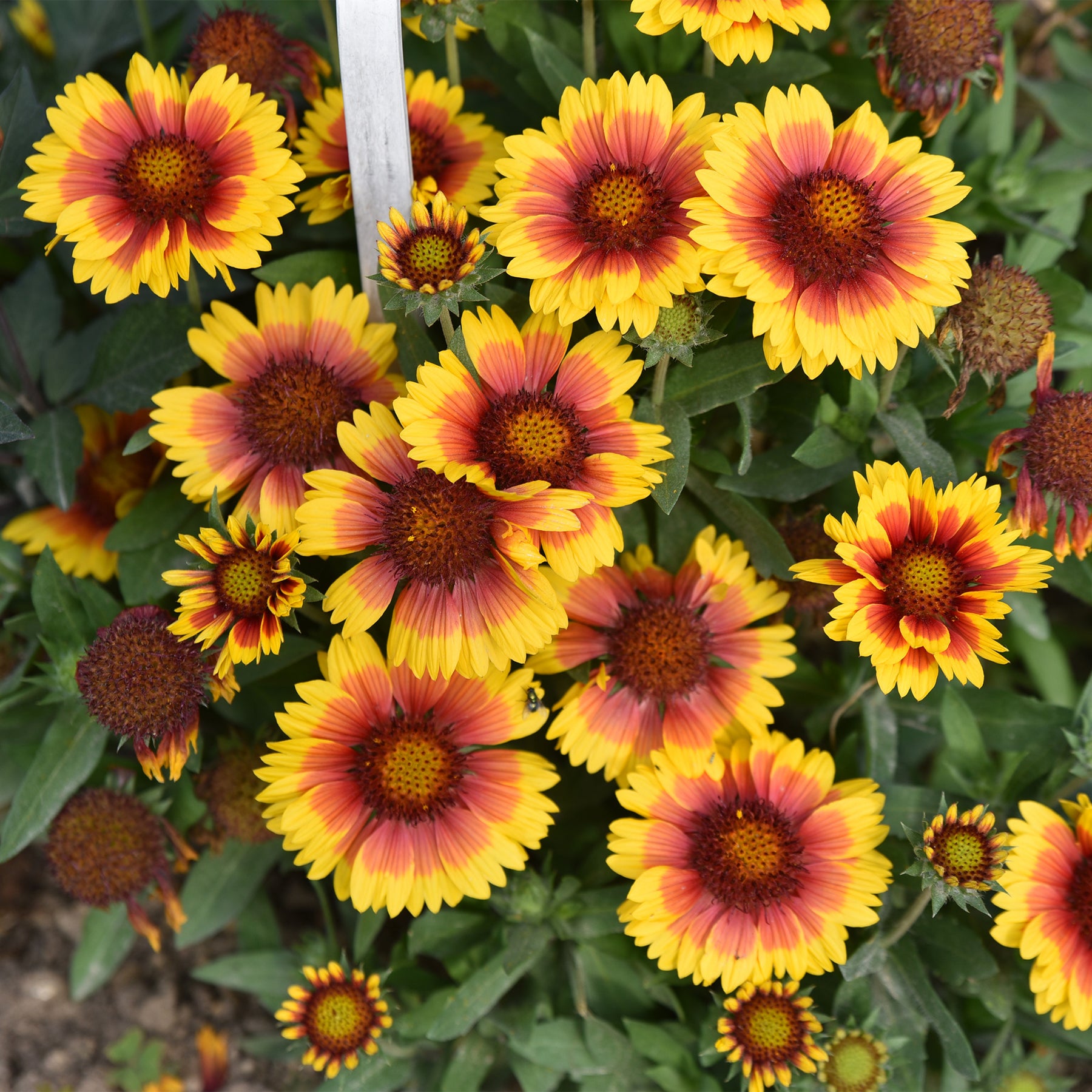 Vente Collections de vivaces - Massif fleuri facile - 8 plantes vivaces - Superficie environ 1,5 m²