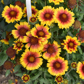 Vente Collections de vivaces - Massif fleuri facile - 8 plantes vivaces - Superficie environ 1,5 m²