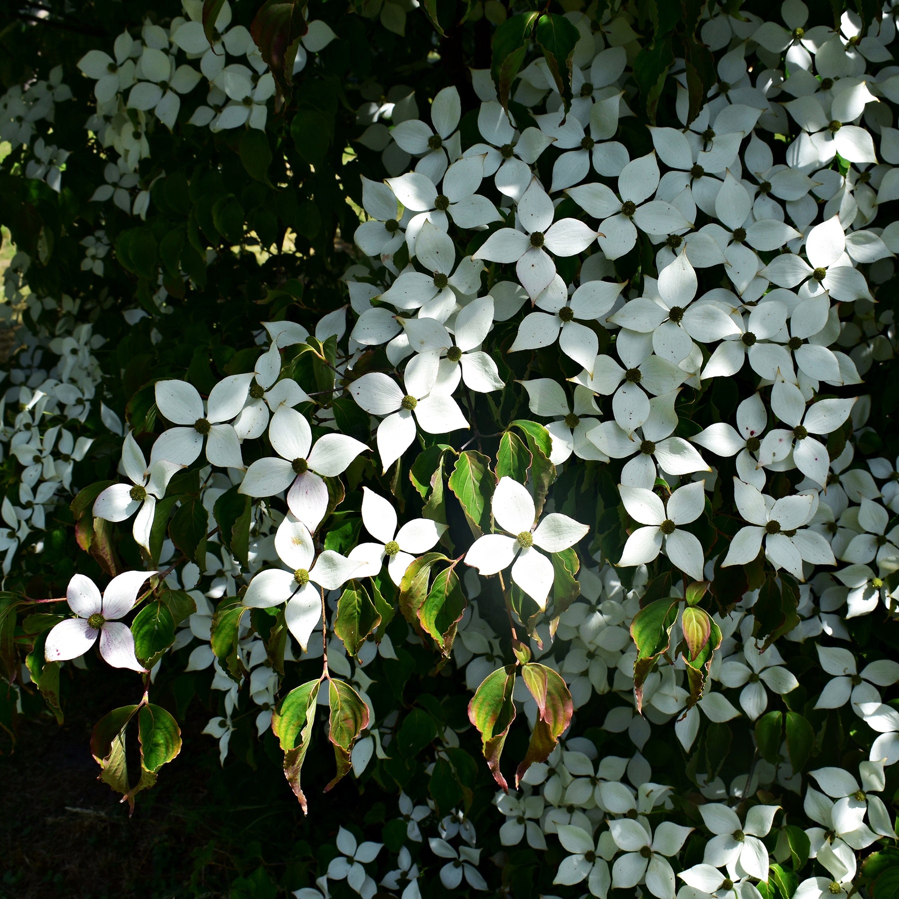 Vente Cornouiller du Japon - Cornus kousa