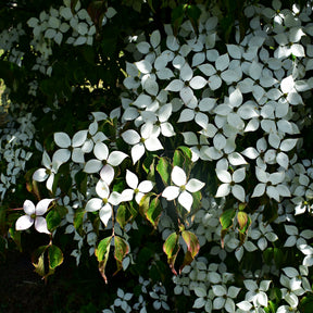 Vente Cornouiller du Japon - Cornus kousa
