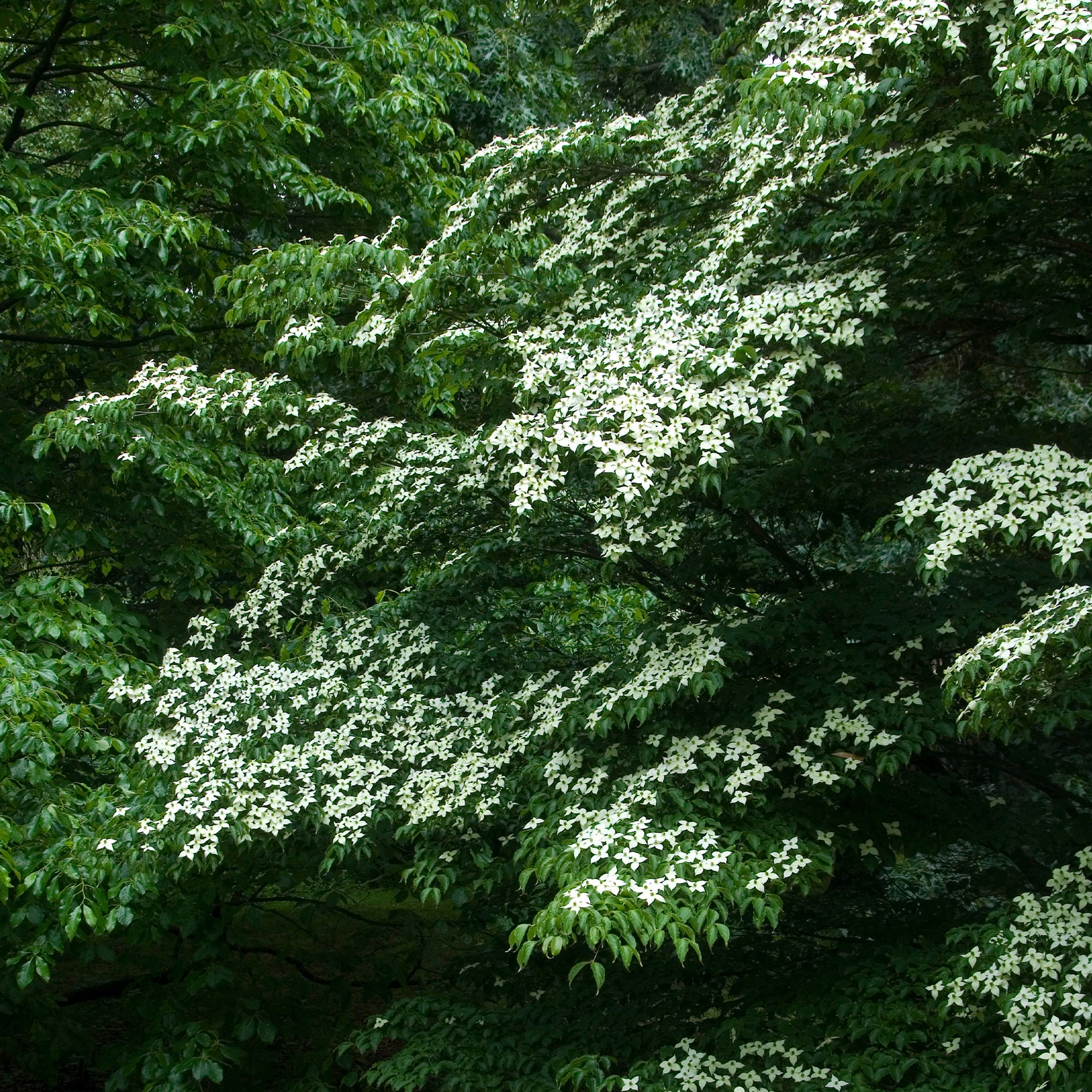 Cornus kousa - Cornouiller du Japon - Cornouillers