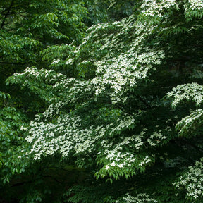 Cornus kousa - Cornouiller du Japon - Cornouillers