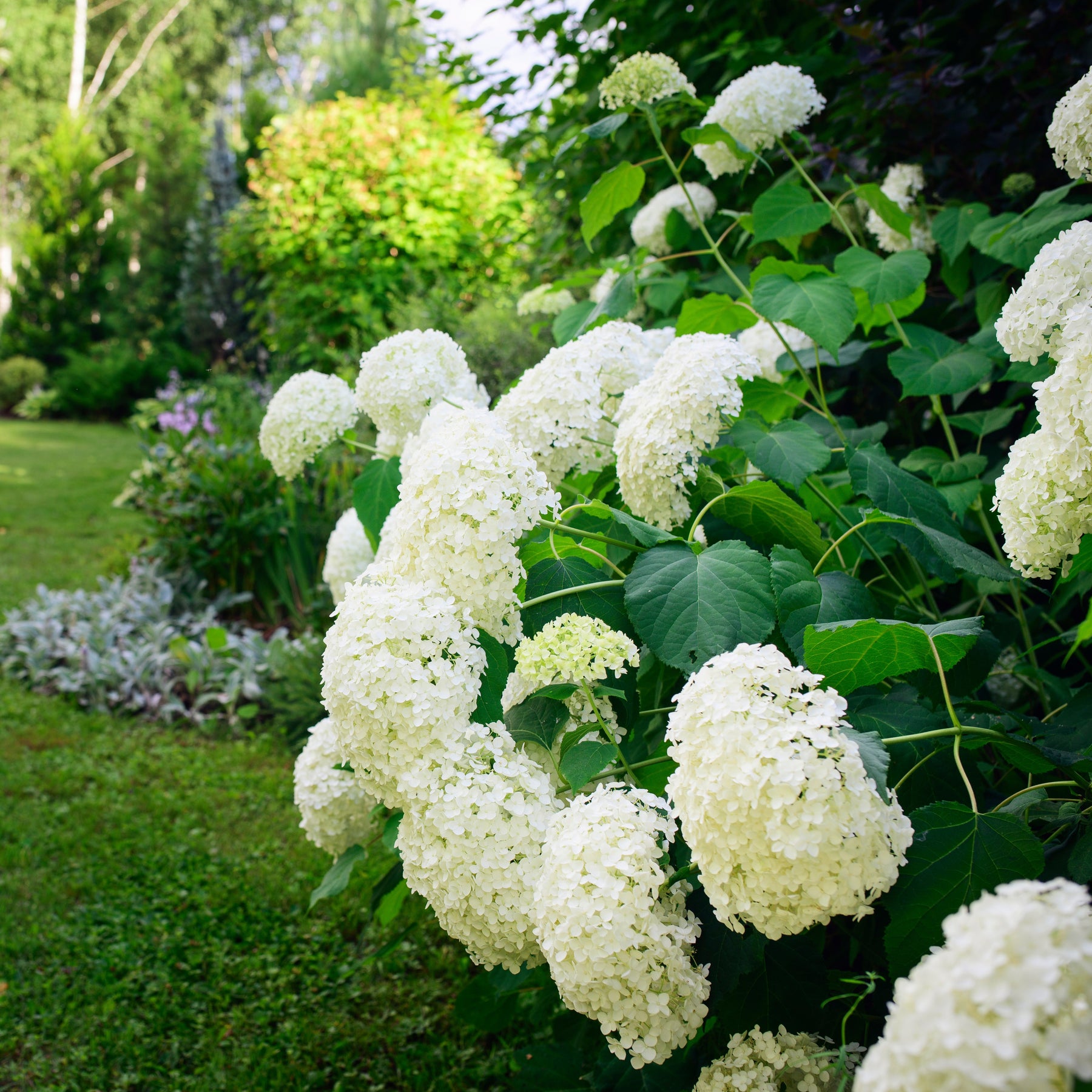 Hydrangea arborescens Annabelle - Hortensia Annabelle - Hortensias