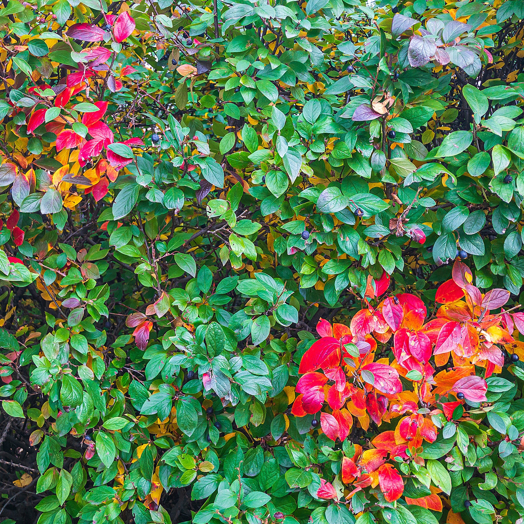 Haie de Cotonéasters - Cotoneaster lucidus - Willemse