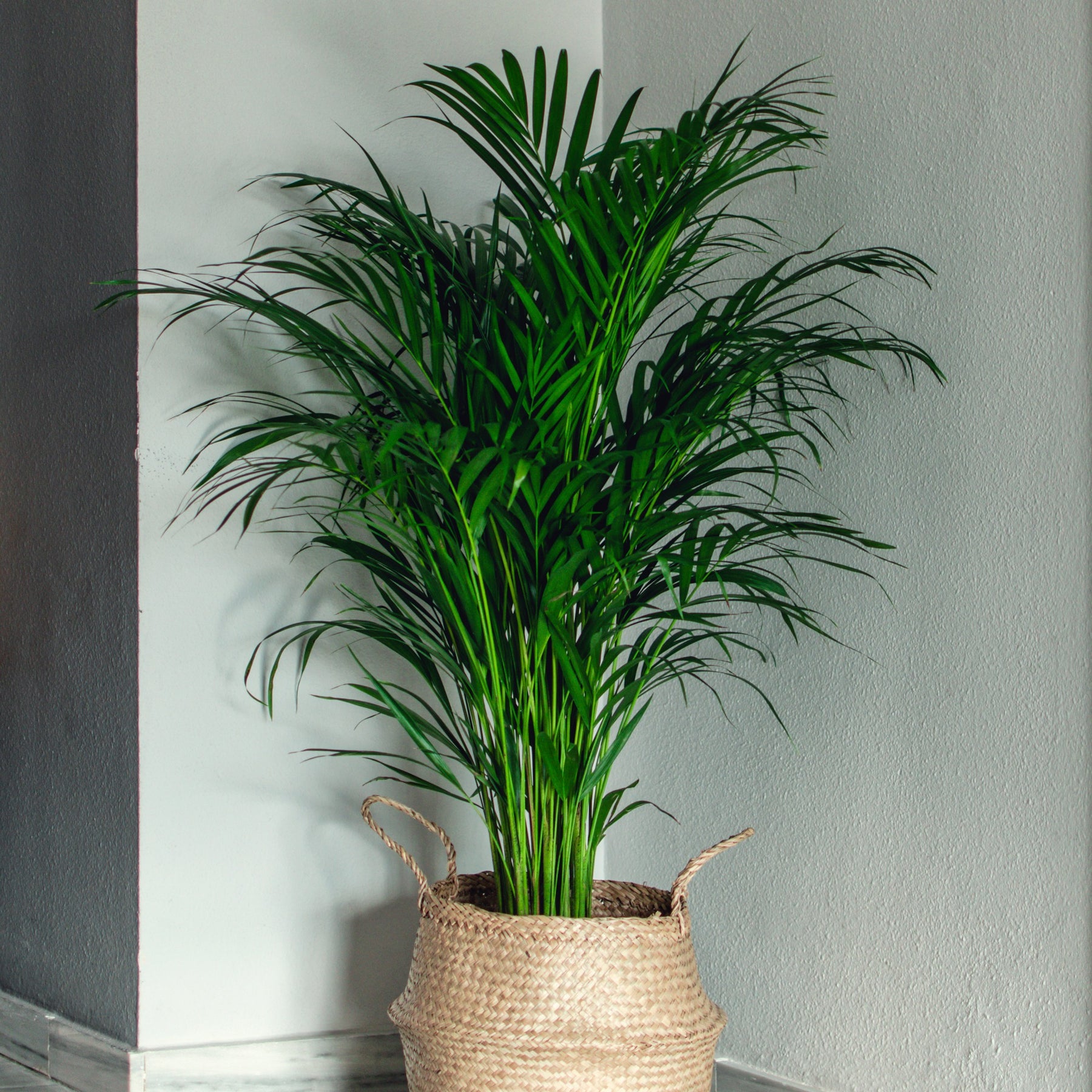 Vente Areca - Palmier d'intérieur