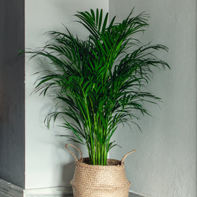Vente Areca - Palmier d'intérieur