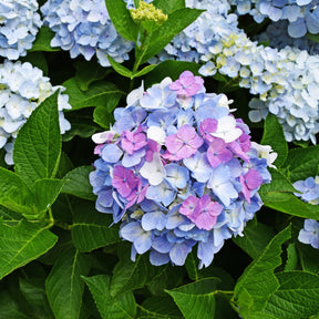 Vente Hortensia tricolore - Hydrangea macrophylla