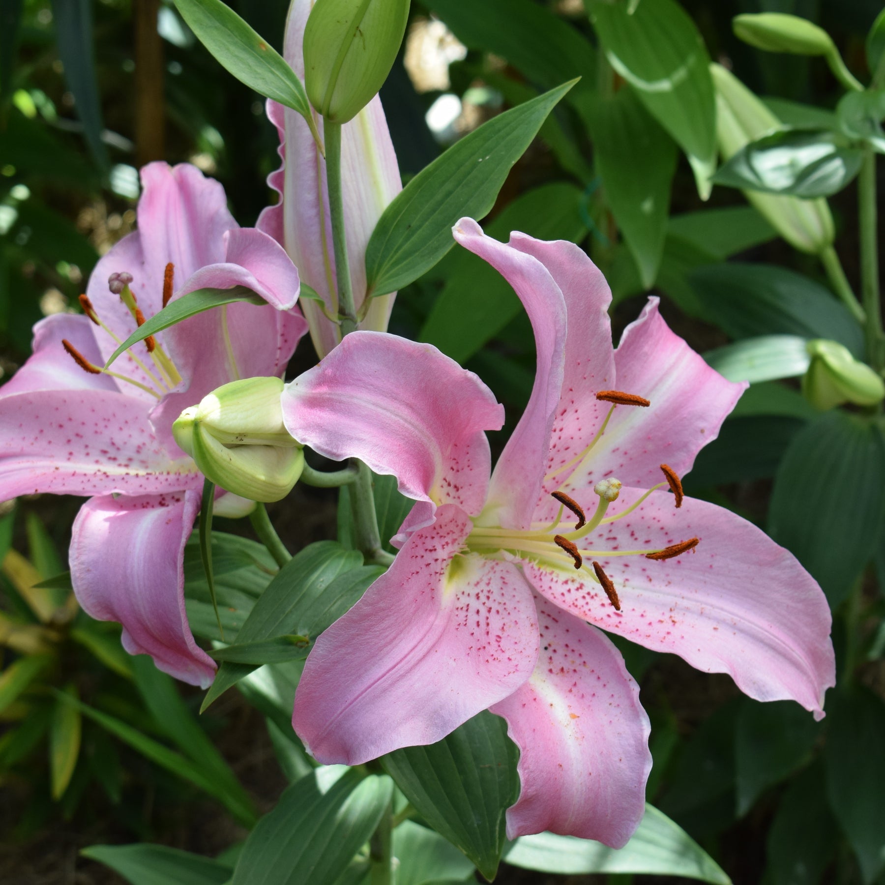 3 Lis orientaux Josephine - Willemse