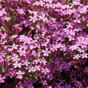 Collection de 15 plantes vivaces rampantes - 2 m² - Saponaria ocymoides, Campanula poscharskyana, Sedum acre, Phlox subulata - Willemse