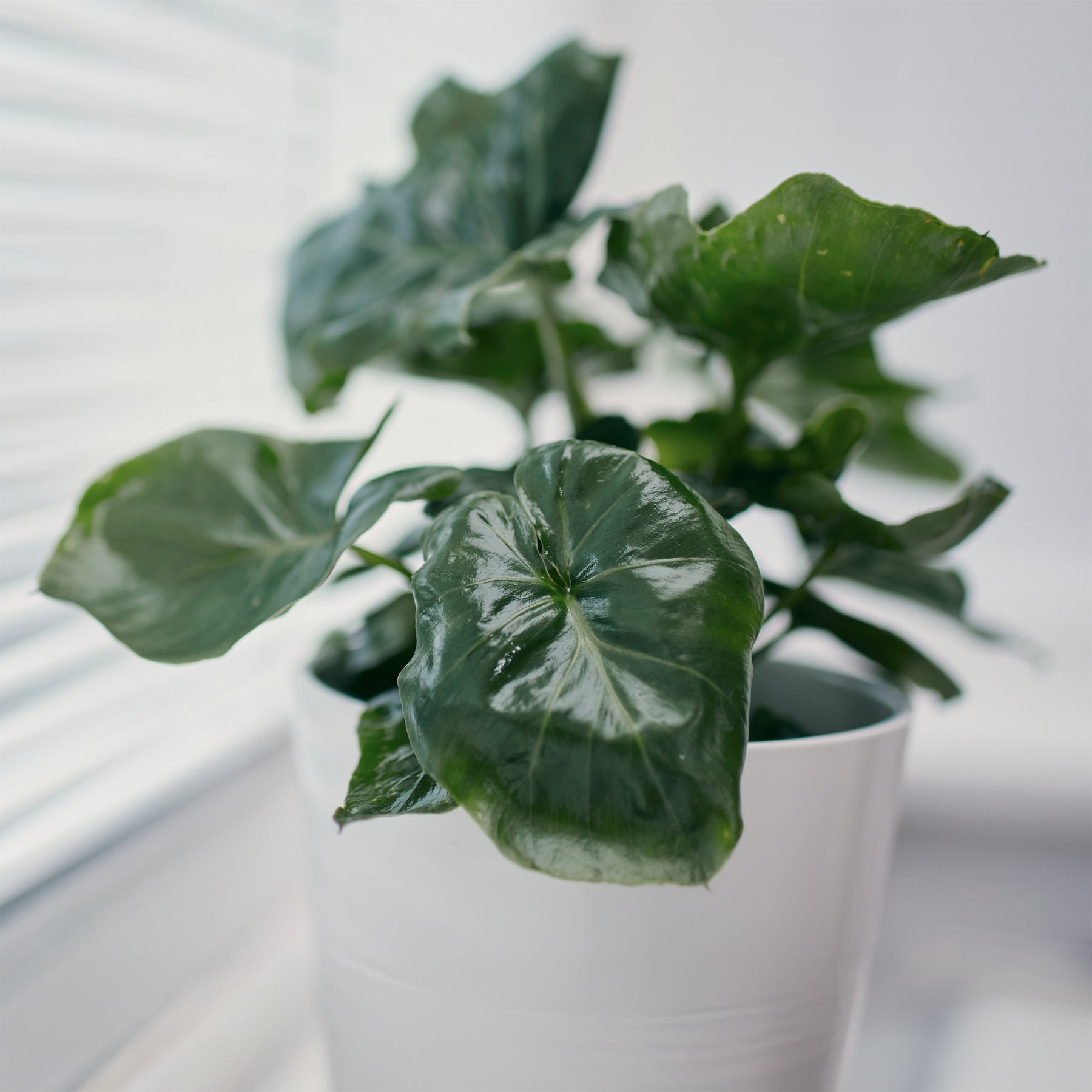 Philodendron Monstera Atom - Philodendron Monstera Atom - Willemse