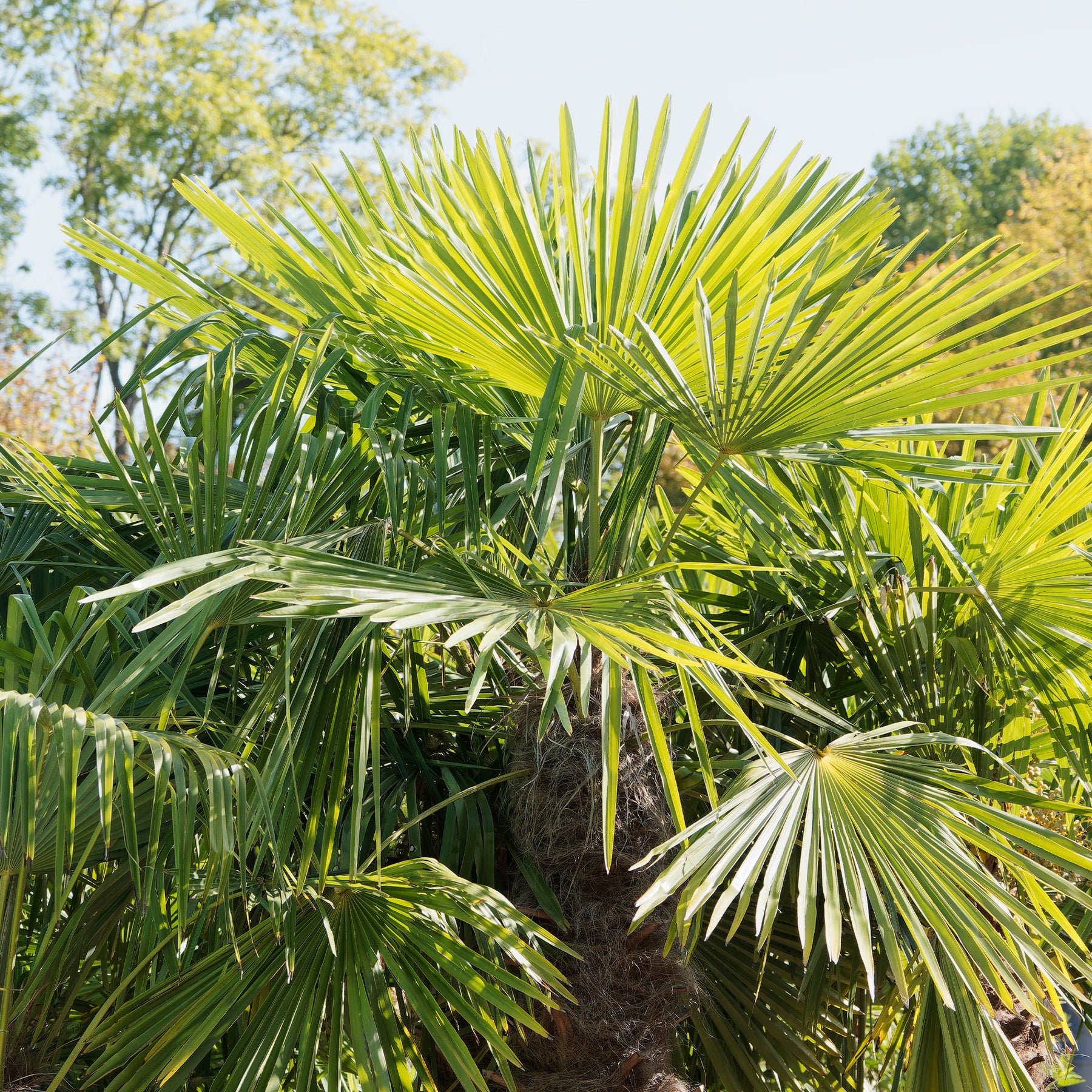 Palmier de Chine - Trachycarpus fortunei - Willemse