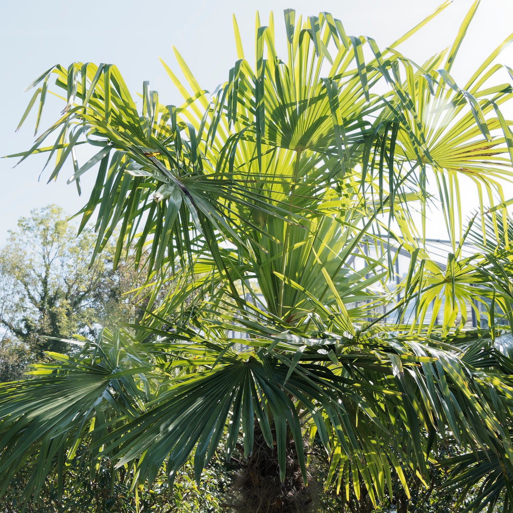 Palmier - Palmier de Chine - Trachycarpus fortunei