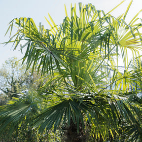 Palmier - Palmier de Chine - Trachycarpus fortunei