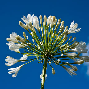 Vente Collection de 7 plantes vivaces pour jardins et pots