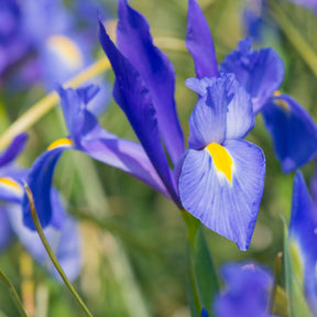 Vente Massif d'été fleuri en mélange - 1,5 m² - Gladiolus, Begonia, Iris, Liatris, Crocosmia, Lilium, Dahlia