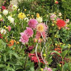 Vente Massif d'été fleuri en mélange - 1,5 m²