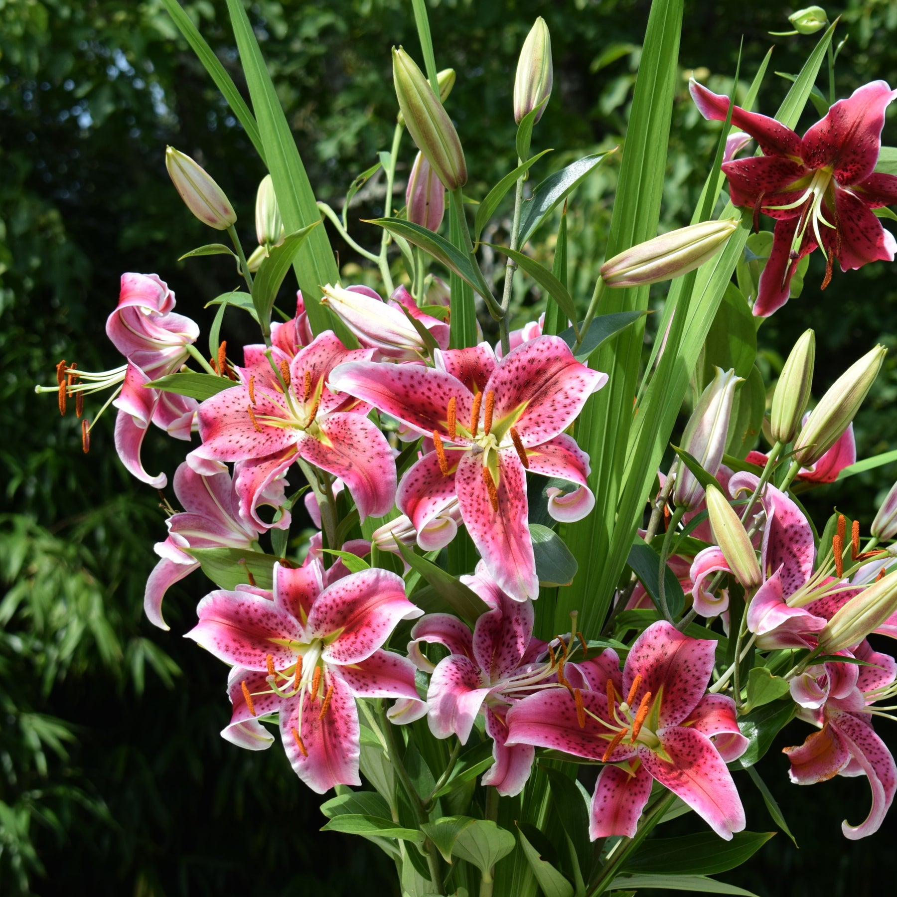 Vente Massif d'été fleuri en mélange - 1,5 m² - Collections de bulbes
