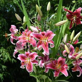 Vente Massif d'été fleuri en mélange - 1,5 m² - Collections de bulbes