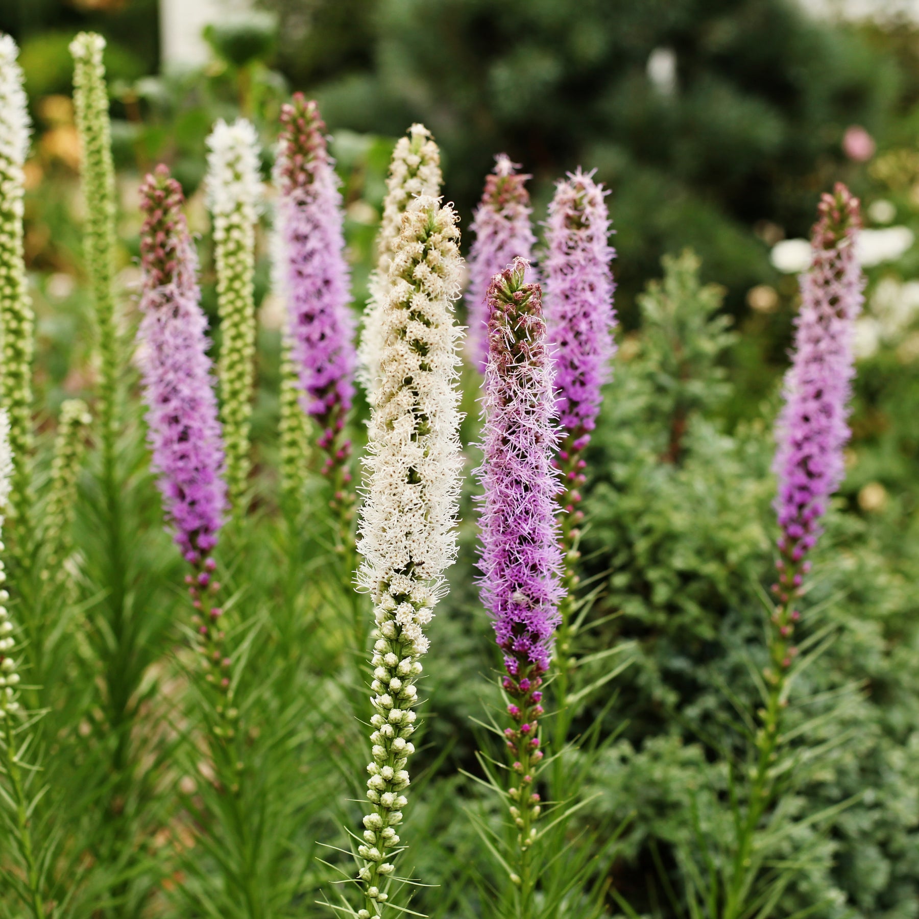 Vente Collections de bulbes - Massif d'été fleuri en mélange - 1,5 m²